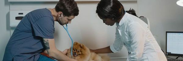 Alergologia Veterinária
